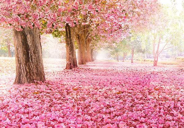 Peaceful spring park with pink cherry blossoms and sunlight illuminating a flower-covered path.